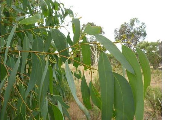 chilienne-bois-eucalyptus