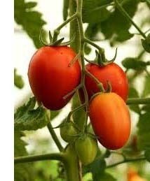 jardinage-planter-plants-de-tomates