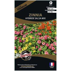 Graines de fleurs premium zinnia hybride salsa mix