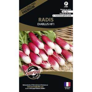Graines potagères premium radis (Diablus)