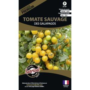 Graines potagères premium tomate (Des galapagos)