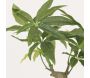 Bonsai pachira pot en céramique 33 cm - LIGNE DECO