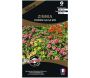 Graines de fleurs premium zinnia hybride salsa mix