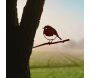Oiseaux à planter mini rouge -gorge en acier corten (Lot de 3) - 8