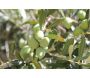 Terreau bio pour agrumes et plantes méditerranéennes 40 L - SEC-0130