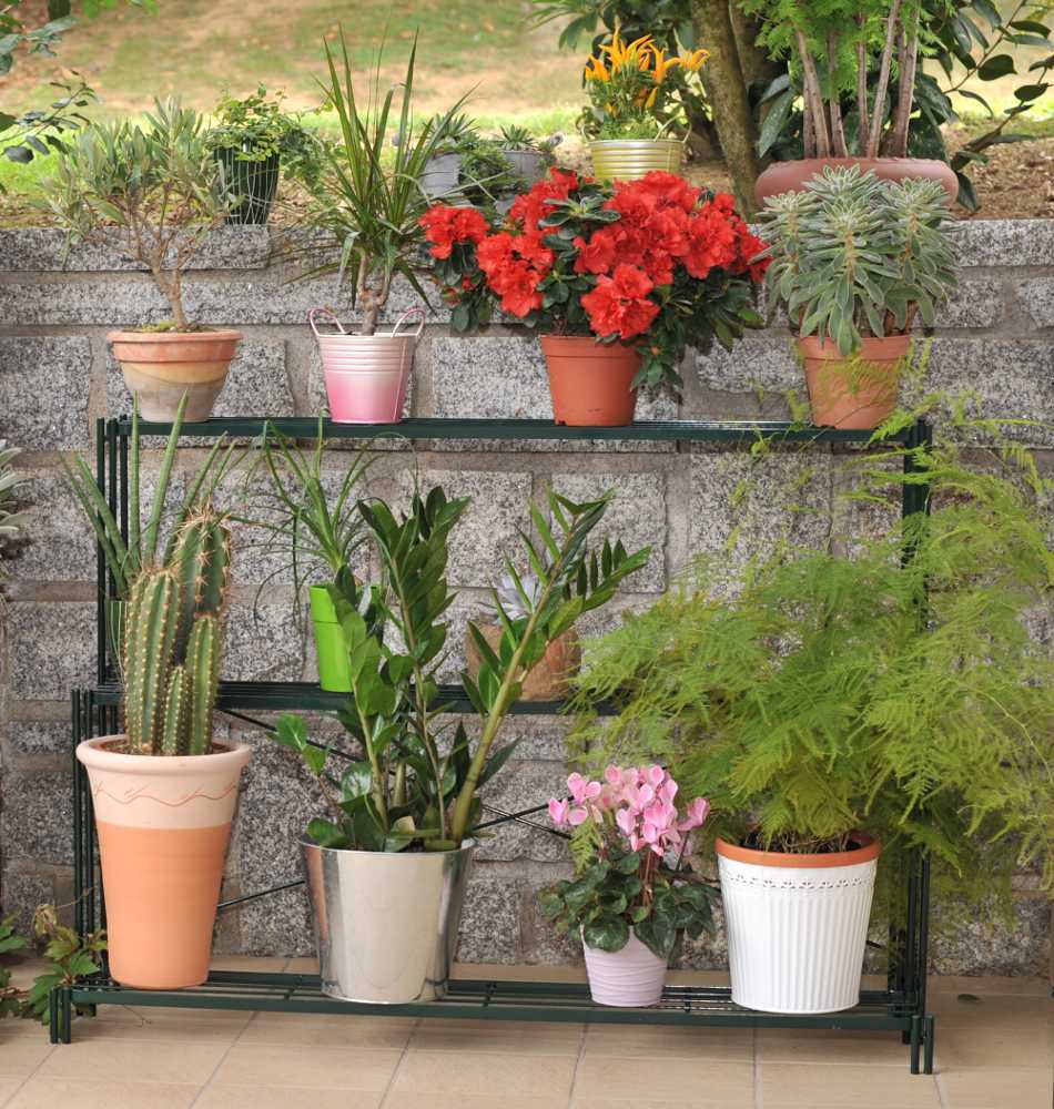 Etag�re � plante