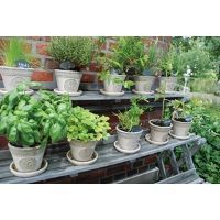 Etag�re � plante