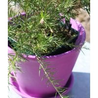 Pot