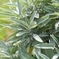 Aromatique & m�dicinale