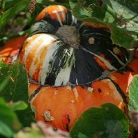 Courge & cucurbitac�e