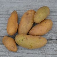 L�gume racine