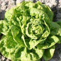 Salade & jeune pousse