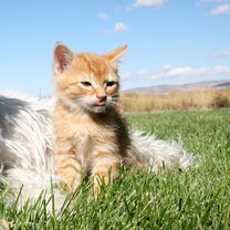 Chat