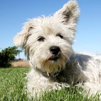 Chien