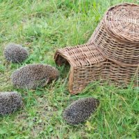 Compagnon du jardin