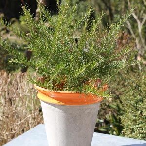 Pot & cache-pot