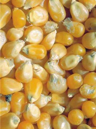 Ma�s Pop-Corn Tom Pouce AB (50 graines)