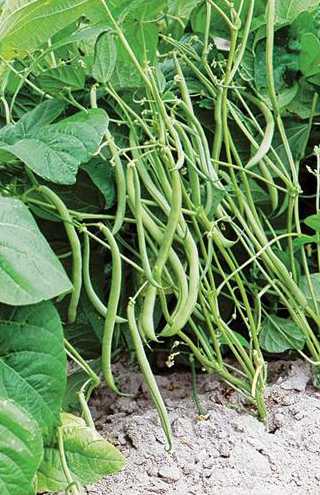 Haricot nain sans fil Autan AB (100gr)