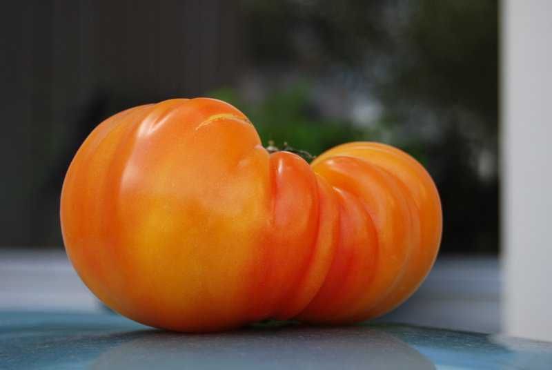 Tomate ananas AB (50 graines)