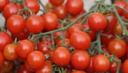 Tomate Sweet Baby Agriculture Biologique (50 graines) by Ferme de sainte marthe