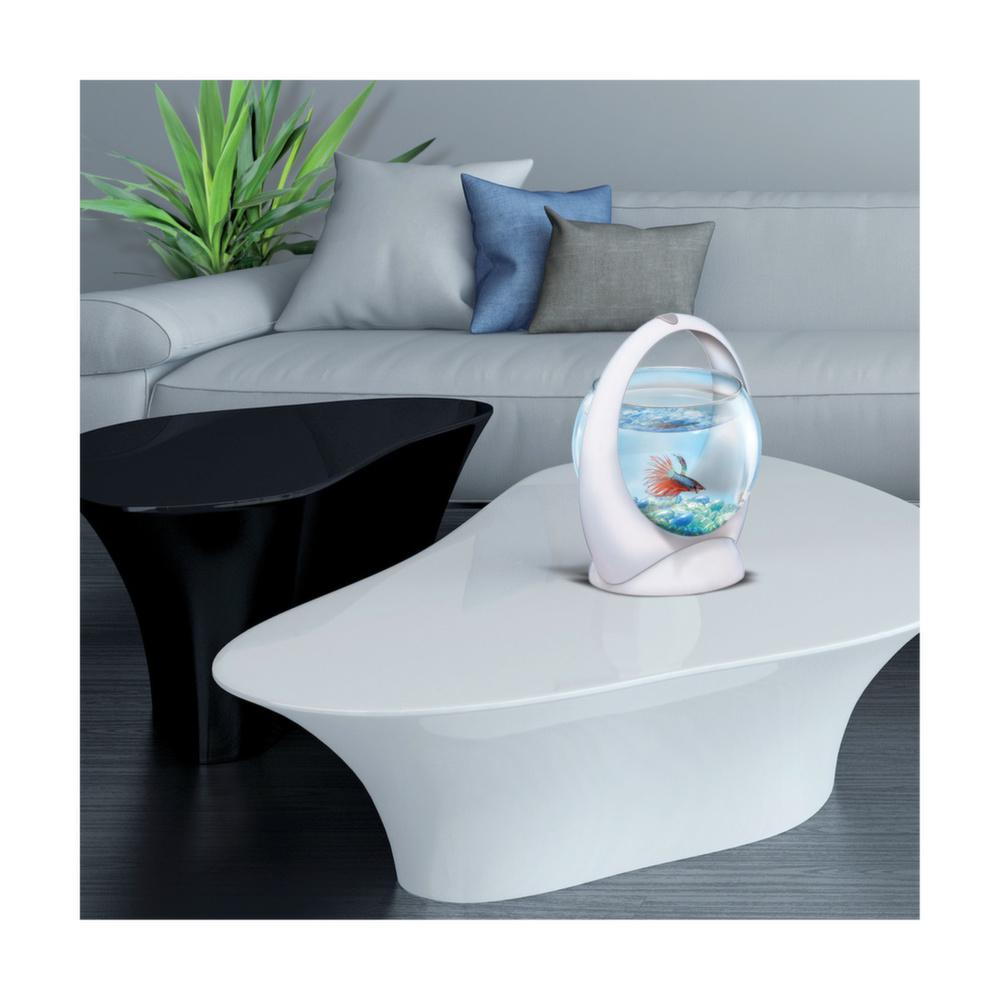 Aquarium boule design poisson combattant