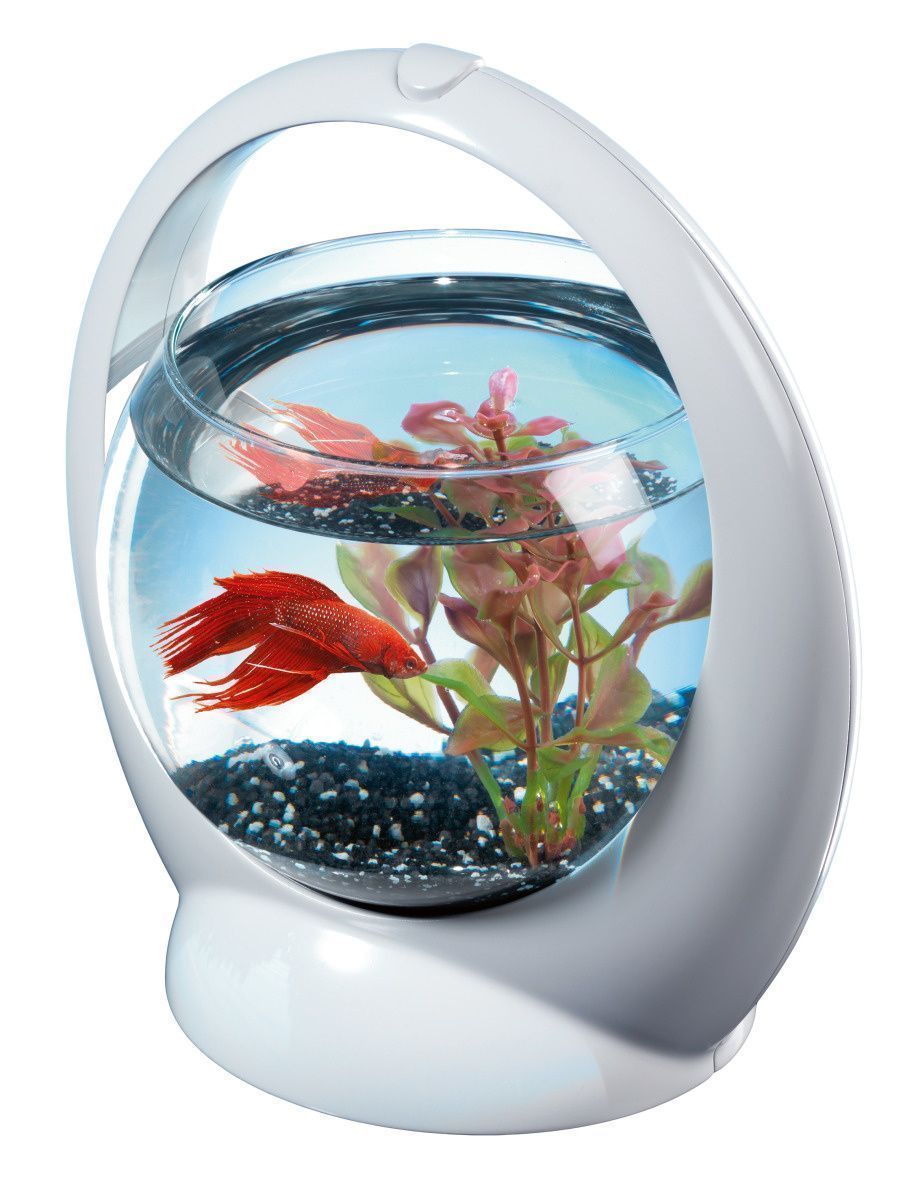 Aquarium boule design poisson combattant