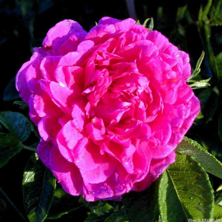 ROSIER ANCIEN HANSA (Par 3)