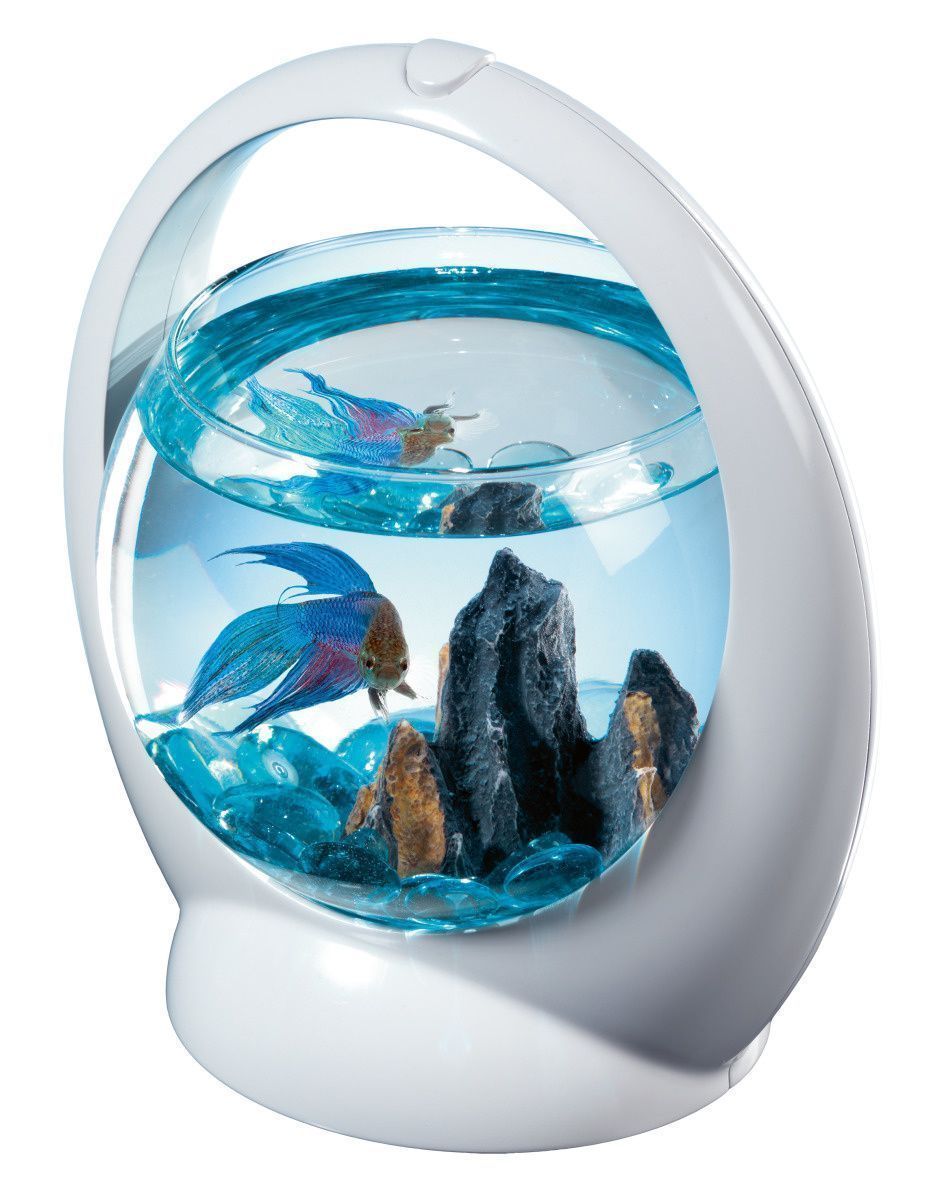 Aquarium boule design poisson combattant Aquarium ZOLUX sur