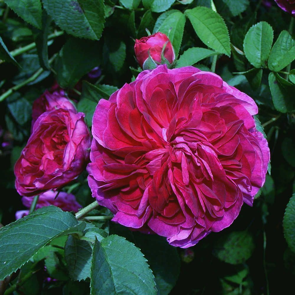 ROSIER の掲示板投稿写真＆画像