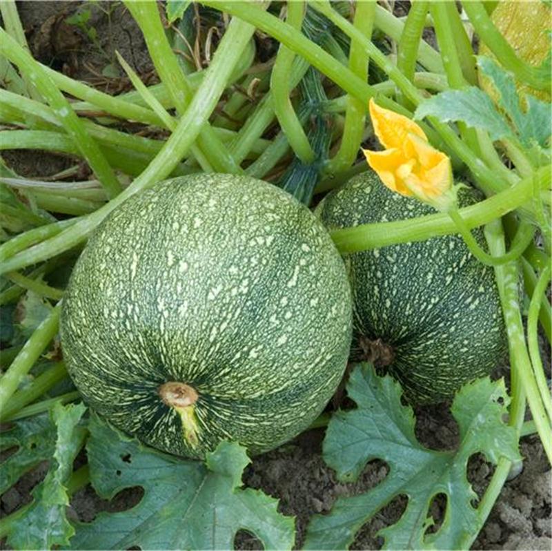 Courgette ronde de Nice AB (15 graines)