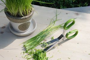 SECRETS DU POTAGER CISEAUX AROMATES 