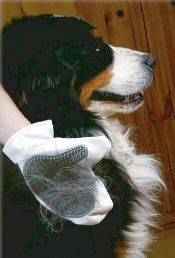 Gant de toilettage chien ou chat Gant de toilettage chien ou chat