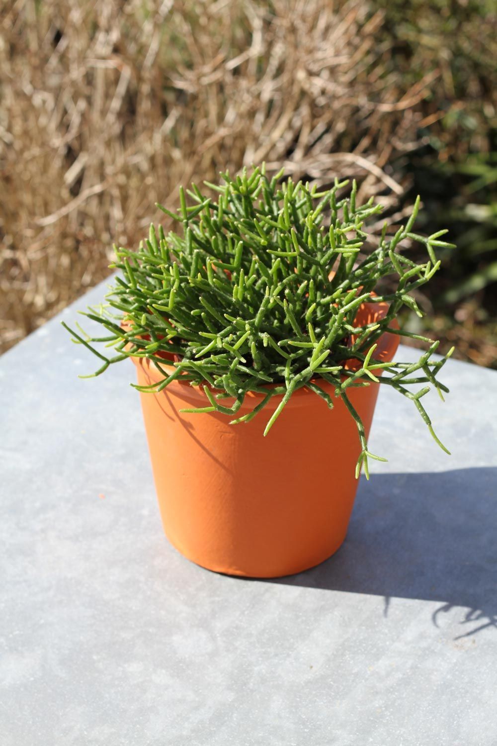 image_CACHE POT DECO SERAX