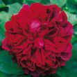 PEPINIERES BOURINET ROSIER ANGLAIS WILLIAM SHAKESPEARE 2000  (Par 3)