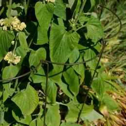 Support à plantes courbé en acier (Lot de 6)