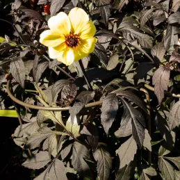 Support à plantes courbé en acier (Lot de 6)