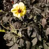 Support à plantes courbé en acier (Lot de 6)