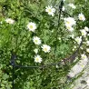 Tuteur à plantes demi-cercle en acier fleur de lys