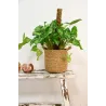 Cache-pots ronds en jonc doublure plastifiée (Lot de 3)