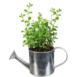 Graines à planter aromates avec arrosoirs (Lot de 2)