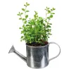 Graines à planter aromates avec arrosoirs (Lot de 2)