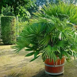 Terreau bio secret terre végétale 40 litres