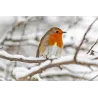 Pack de soins d'hiver rouge-gorges nichoir + graines