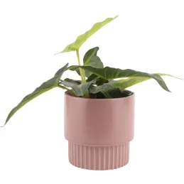 Cache pot en céramique Plant medium