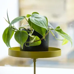 Support à plantes rond à fixer hauteur réglable doré