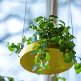 Support à plantes rond à suspendre doré