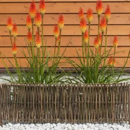 Bordure en noisetier