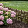 Bordure en noisetier 100cm (Lot de 5)