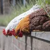 Poules décoratives à poser en polyrésine (Lot de 3)