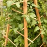 Support en bois de pin pour plantes 4 piquets